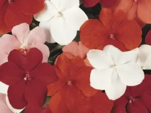 Impatiens Cha Cha Mix flowers for summer garden