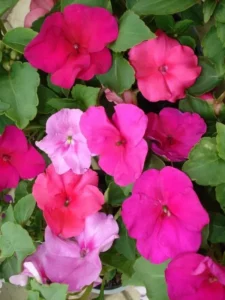 Impatiens Mix flowers