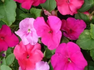 Impatiens Mix flowers