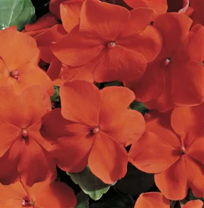 Impatiens Orange flowers