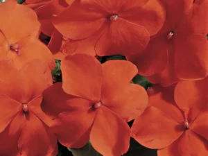 Impatiens Orange flowers