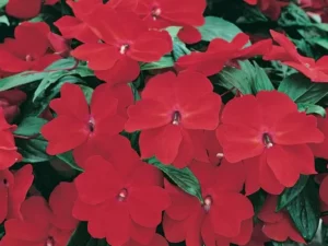 Impatiens Scarlet flowers