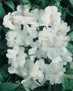 Impatiens White flowers
