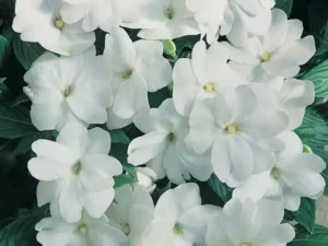 Impatiens White flowers
