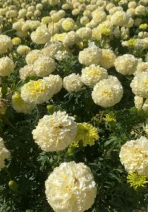 Marigold African Vanilla flowers
