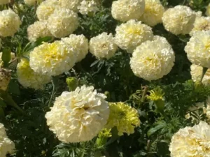 Marigold African Vanilla flowers