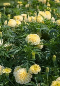 Marigold African Vanilla in garden with grass