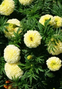 Marigold African Vanilla with a bee