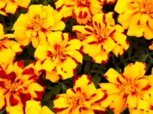 Marigold Bee flowers for summer garden