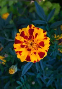 Marigold Bee one flower close up