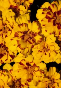 Marigold Bee garden