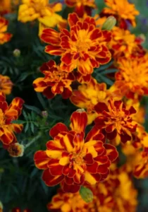 Marigold Bolero garden