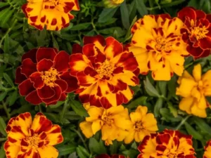 Marigold Bolero flowers