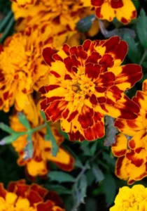 Marigold Bolero close up flower