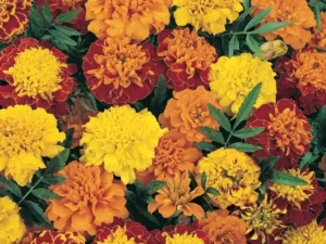 Marigold Dwarf Mixed flowers