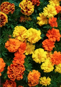 Marigold French Mixed flowers close up