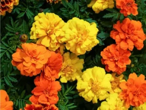 Marigold French Mixed flowers close up