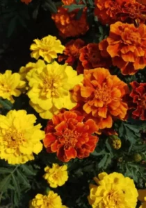 Marigold French Mixed flowers for garden summer