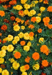 Marigold French Mixed in garden