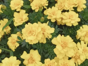 Marigold Lemon Butter