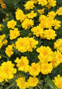 Marigold Yellow flower in garden