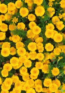 Marigold Yellow flowers