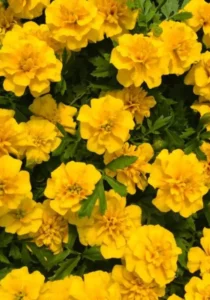 Marigold Yellow garden