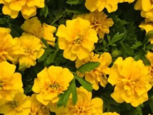 Marigold Yellow garden
