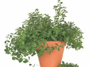 marjoram sweet