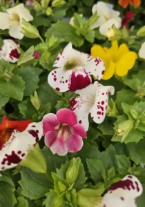 Mimulus Mix garden