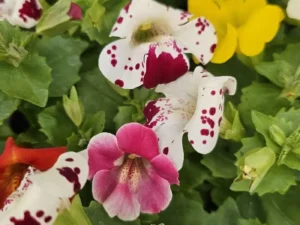 Mimulus Mix garden