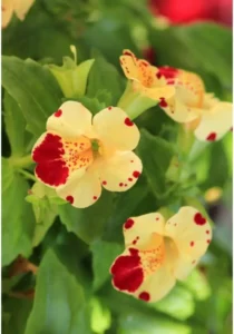 Mimulus Mix close up