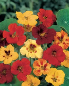 Nasturtium mix flowers for summer garden