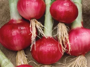 Onion Red Salad vegetable home gaRDEN