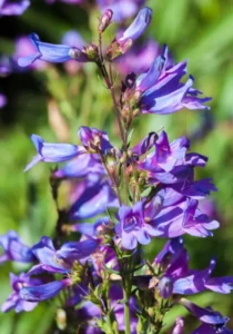 Penstemon Mix blue garden