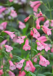 Penstemon Mix pink flower