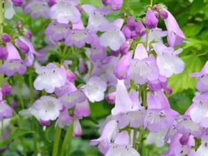 Penstemon Mix mauve purple