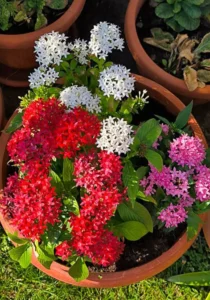 Pentas Starla flowers