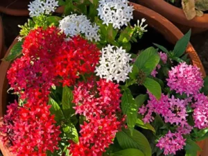 Pentas Starla flowers