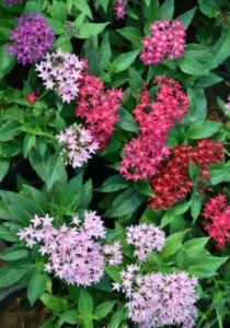 Pentas Starla garden