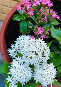 Pentas Starla flower in big pot