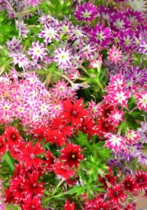 Phlox Popstar
