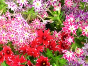 Phlox Popstar