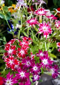 Phlox Popstar flowers