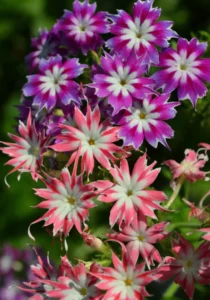 Phlox Popstar close up