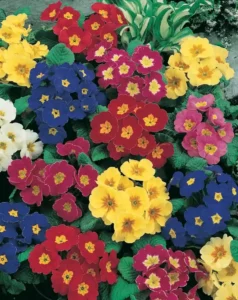 Polyanthus Mix