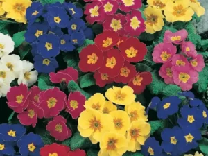 Polyanthus Mix