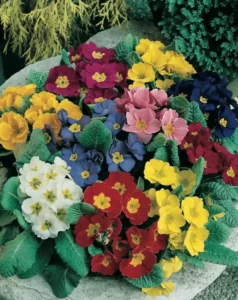 Polyanthus Pacific Giants Mixed