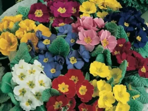 Polyanthus Pacific Giants Mixed