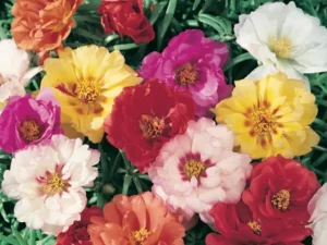 Portulaca Mixed flowers